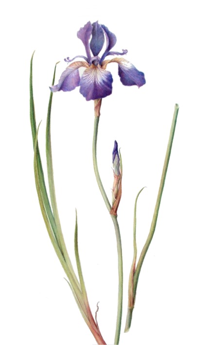 botanical drawing of the iris, showing the anatomy of the iris to make the falls easier to explain