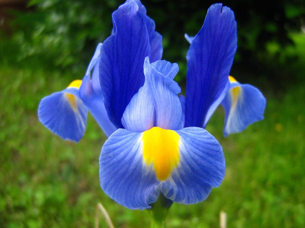 faith, hope, valor displayed in the falls of this iris