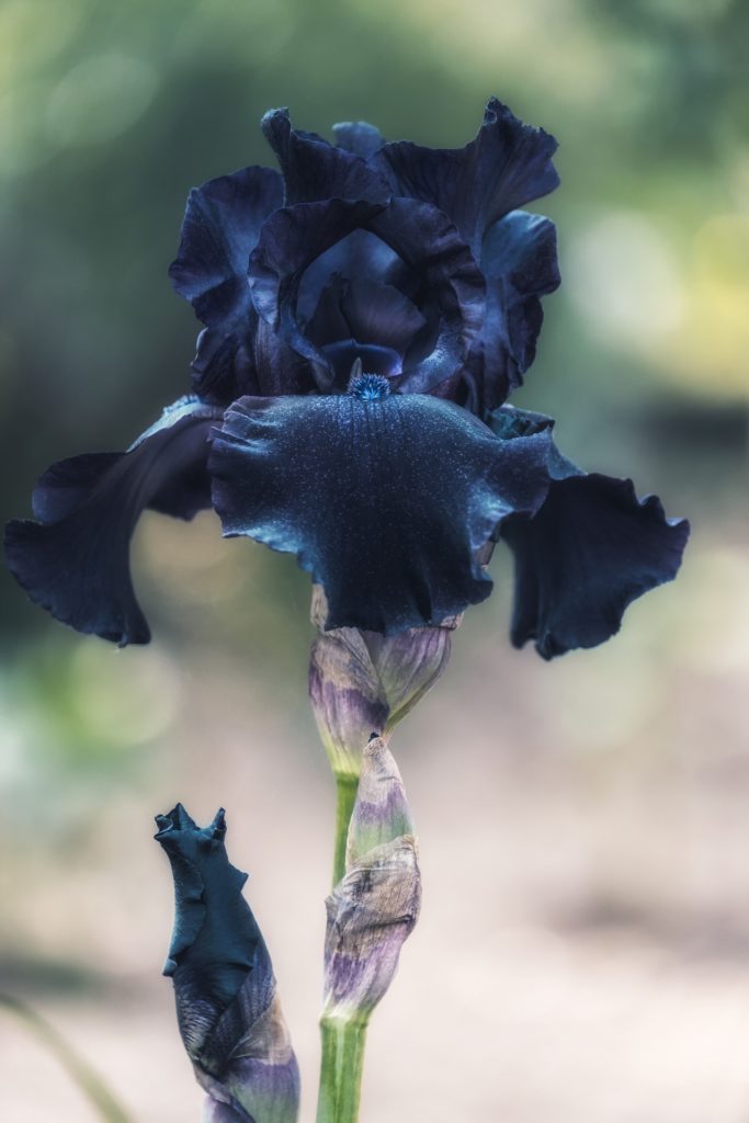 Black iris showing one of the many varieties of these flowers
