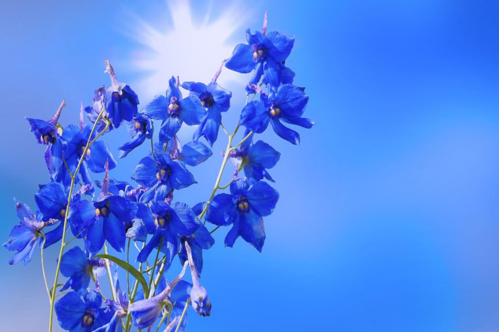 Delphinium in the sun
language of flowers
delphinium flower of the month
