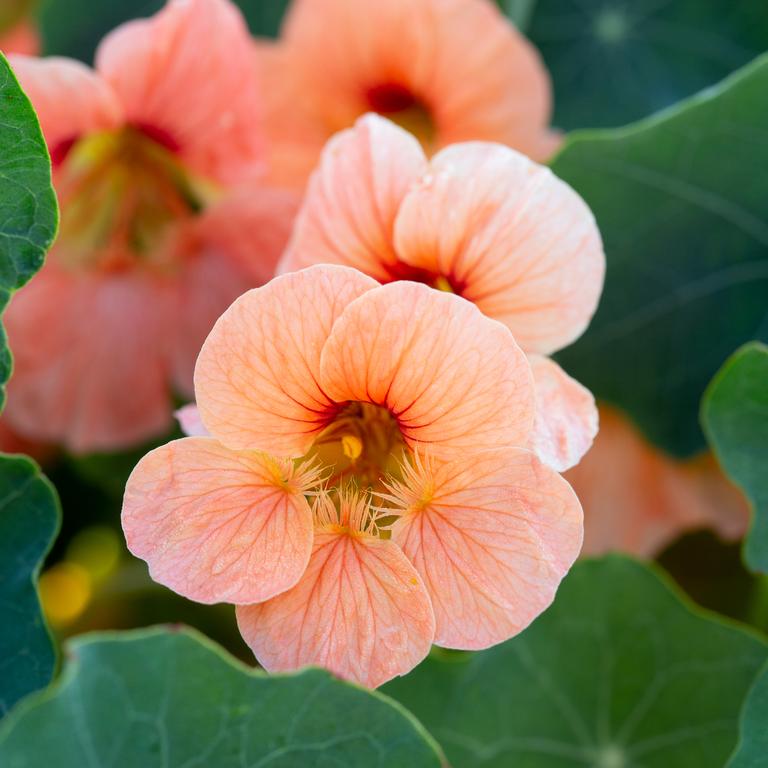 nasturtium flower
flower of the artisans