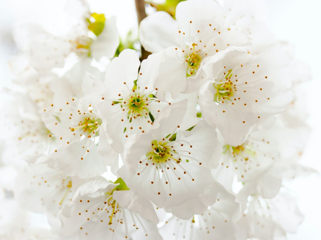 closeup image of pear blossoms
