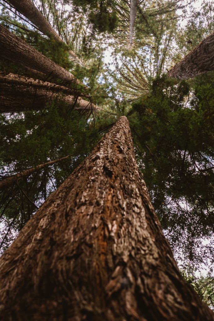 Redwood tree indicates knowledge, wisdom, upward movement.